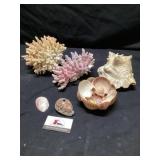 Seashells and aquarium decor