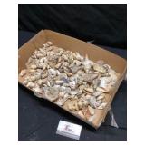 Seashells