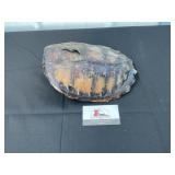 Tortoise shell