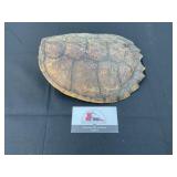 Tortoise shell
