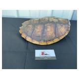 Tortoise shell