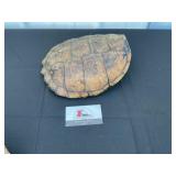 Tortoise shell