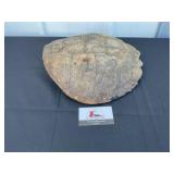 Tortoise shell