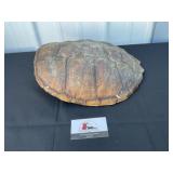 Tortoise shell