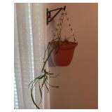 Live plant