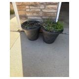 Planters - plastic