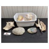 Sea Shells