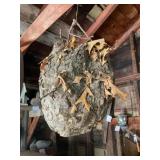Wasp nest