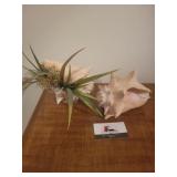 Seashell decor