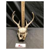 Deer skull with antlers