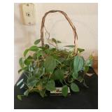House plant