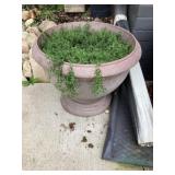 Rozen planter 20 inches across by 16 tall