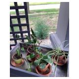 Plants