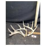 Deer antlers