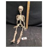 Skeleton