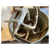 Antlers/ sheds