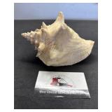 Sea shell