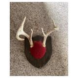 Deer antlers