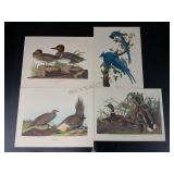 Four Bird Prints by J.J. Audubon