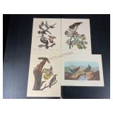 Four Prints of Birds by J.J. Audubon