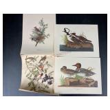 Four Bird Prints by J.J. Audubon