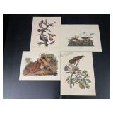 Four Bird Prints by J.J. Audubon