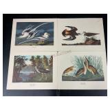 Four Bird Prints by J.J. Audubon