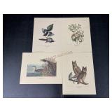 Four Bird Prints by J.J. Audubon