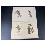 Four Bird Prints by J.J. Audubon