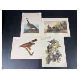 Four Bird Prints by J.J Audubon
