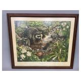 Raccoon Procyon Lotor Framed Print
