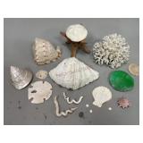 Assorted Seashells, Coral and Sand Dollars