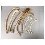 Miscellaneous Animal Rib Bones