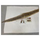 Rattlesnake Skin and Several Rattles