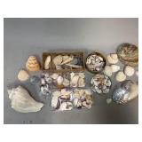 Assorted Variety of Sea Shells