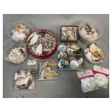 Assortment of Sea Shells