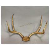Mule Deer Antlers
