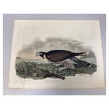 Vintage Lithograph Titled "Great-Footed Hawk"