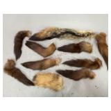 Variety of Animal Tails