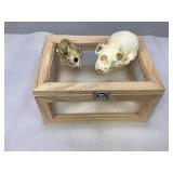Assorted Animal Skulls in Wooden & Glass Box