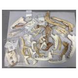 Possibly a Collection of Coyote Jaw Bones & More