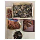 Assorted Hoofs and More