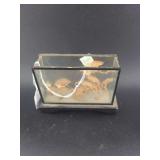 lot contains  a dried, preserved Sea Pen (Pennatulacea), which is a colonial marine cnidarian in a small glass box.