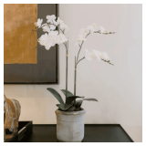 Artificial 2-Stem Phalaenopsis White Orchid