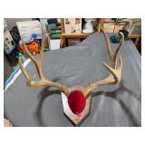 Mounted Mule Deer Antler Rack on Plaque