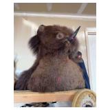 American Bison Shoulder Mount Taxidermy