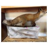 Full-Body Red Fox Taxidermy Mount on Faux Rock Base