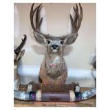 Large Mule Deer Buck Taxidermy Shoulder Mount with Antlers