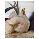 Taxidermy chicken