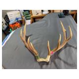 Mule Deer Antler Skull Plate Rack